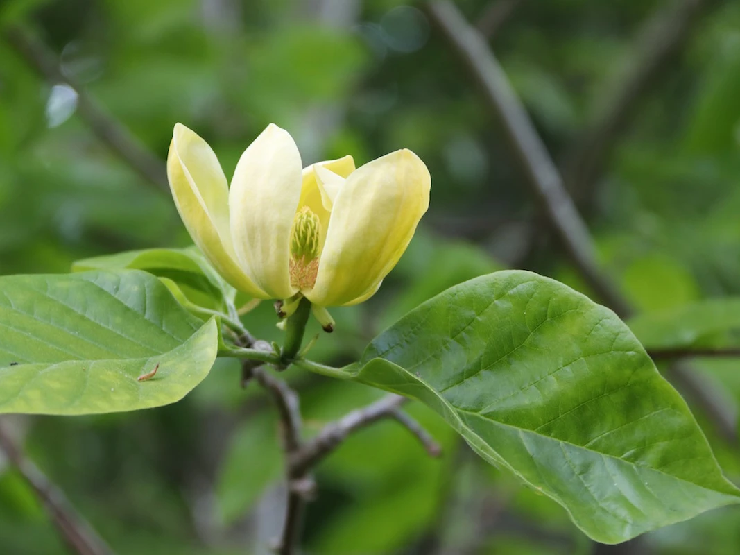 acuminata var subcordata
